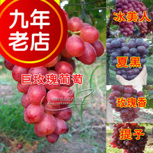 葡萄苗树苗盆栽巨峰玫瑰香红提子冰美人南方北方种植品种地栽庭院