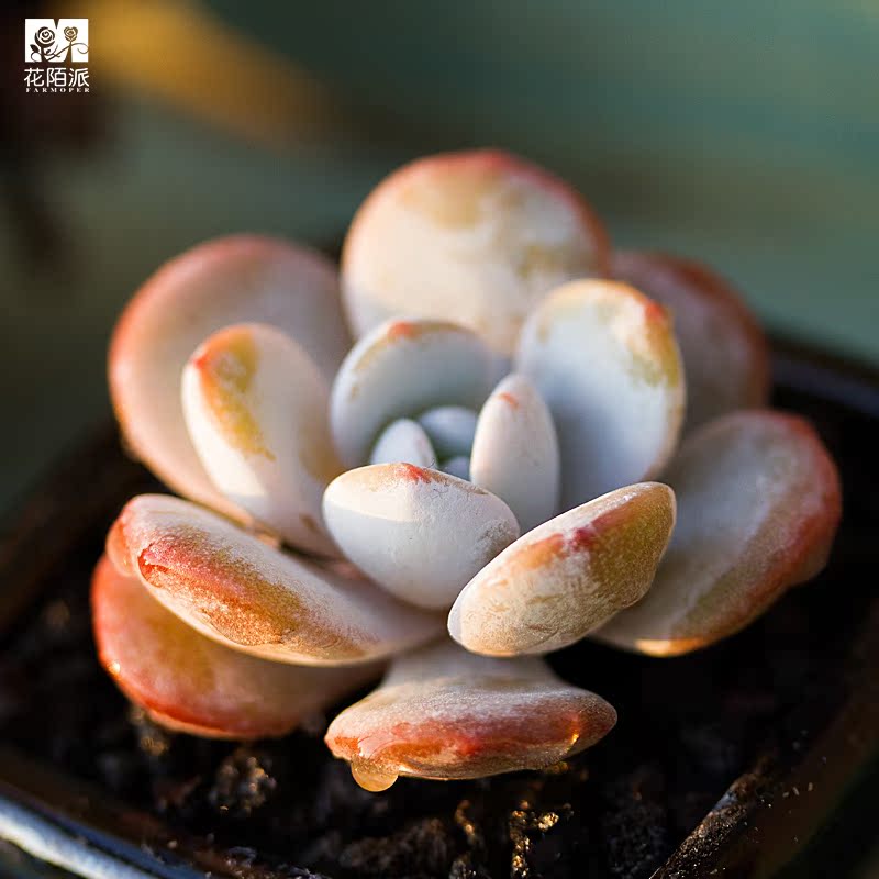 雪莲 大 多肉植物韩国进口多肉办公室内吸甲醛肉肉组合盆栽花陌派