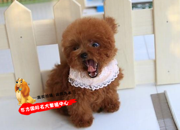 正品[泰迪熊有多少颜色]颜色搭配表评测 颜色的