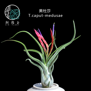 胭脂玉 空气凤梨 美杜莎 女王头 t.caput-medusae 无土植物