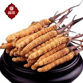 新鲜非西藏那曲虫草4条 野生虫草正宗青海玉树 晶珠冬虫夏草正品