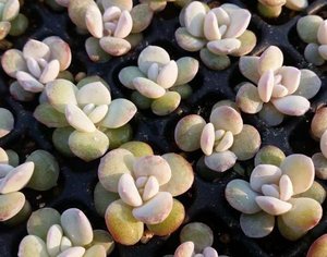 【多肉植物品种】最新淘宝网多肉植物品种优惠