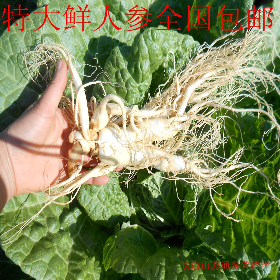 东北长白山12年根特大保鲜人参鲜人参原皮白参有带土的全国包邮
