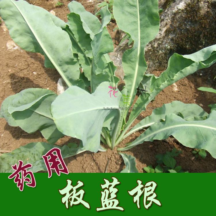 冬季野生可留种板蓝根非转基因老品种蔬菜种子四季阳台盆栽青菜籽