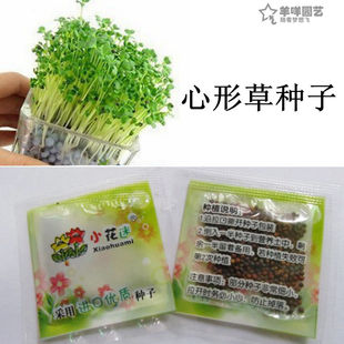 种子 草头娃娃 铜钱草 水培植物种子 心形草 彩叶草 情思草 负离子