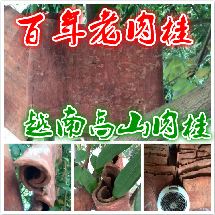 越南高山百年肉桂桂皮油桂肉桂皮桂皮百年树龄紫油桂包邮