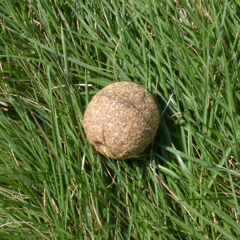 正品[木天蓼]木天蓼对猫的作用评测 木天蓼爆弹