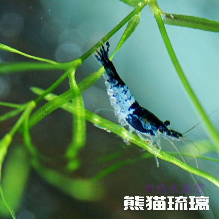观赏虾 琉璃虾 极火虾 香吉士虾 黑水晶虾 琉璃虾 黑巧克力虾
