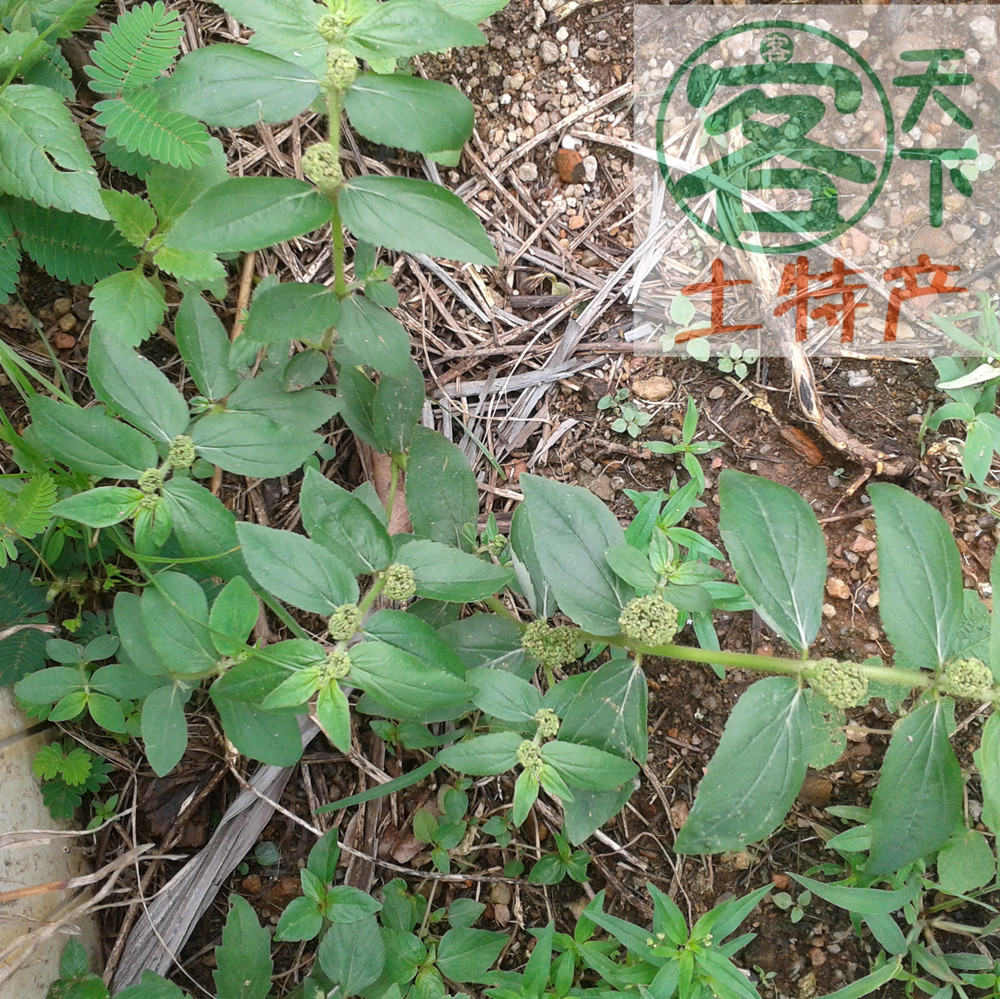 新鲜现采野生草药大飞扬大乳汁草节节花乳籽草飞相草飞扬草