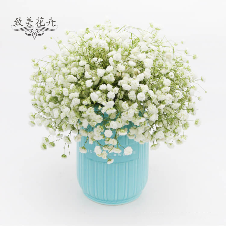 新鲜花束满天星白色鲜花一扎一公斤 云南鲜花家庭插花婚礼速递
