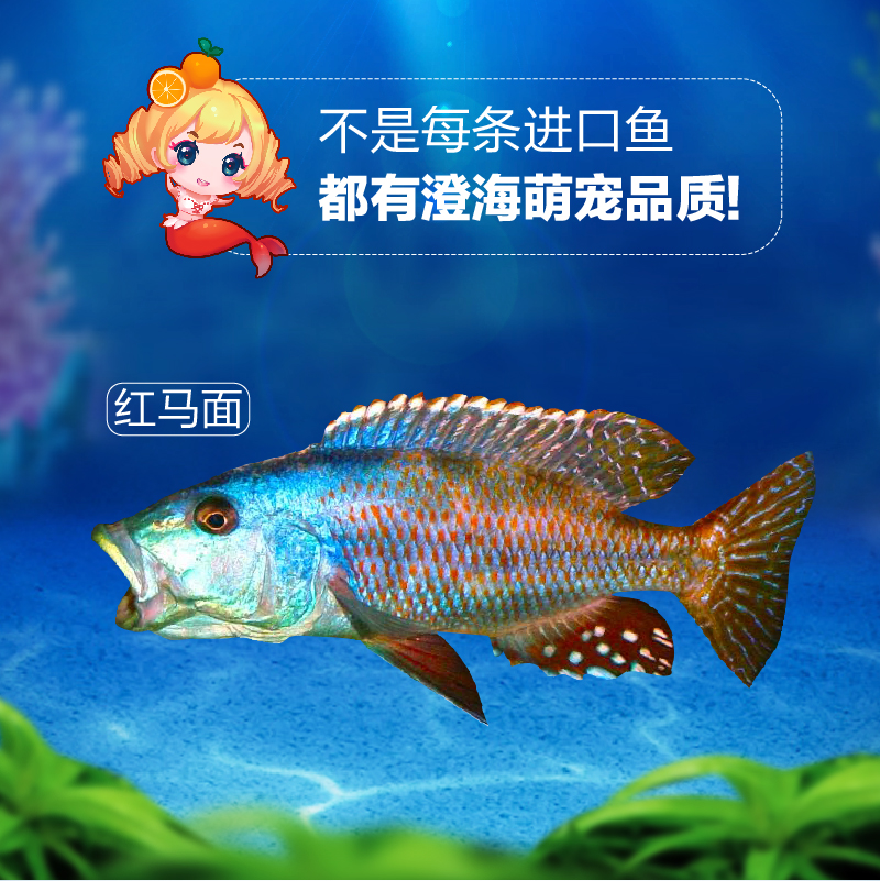 三湖慈鲷马鲷蓝马面鱼红马面大马观赏鱼热带鱼宠物鱼活体包活发货