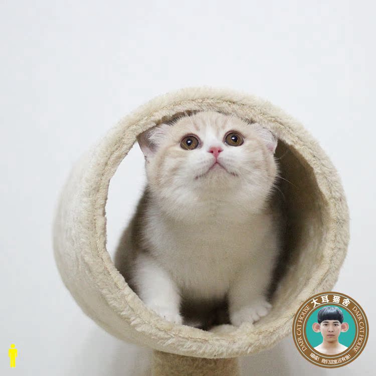 【catworks】猫工房 曼基康矮脚猫 曼奇金短腿柯基腊肠munchkin