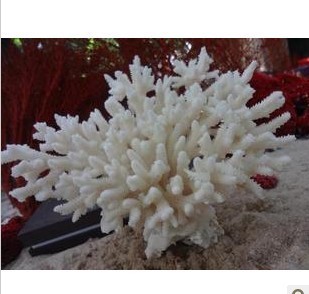 雪花珊瑚约18cm 水族装饰白珊瑚摆件化石大贝壳海螺