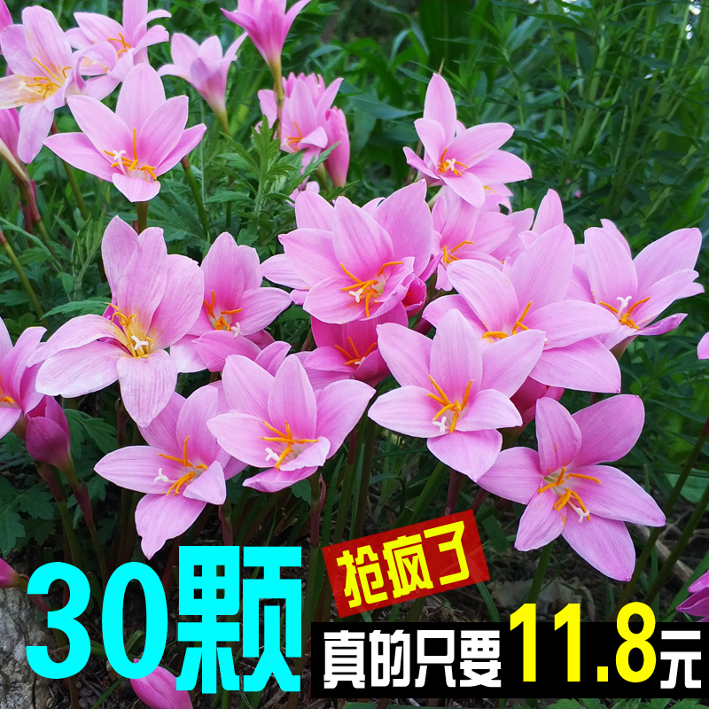 风雨兰韭兰葱兰种球根云南野生水仙花石蒜花苗盆栽花卉种子四季