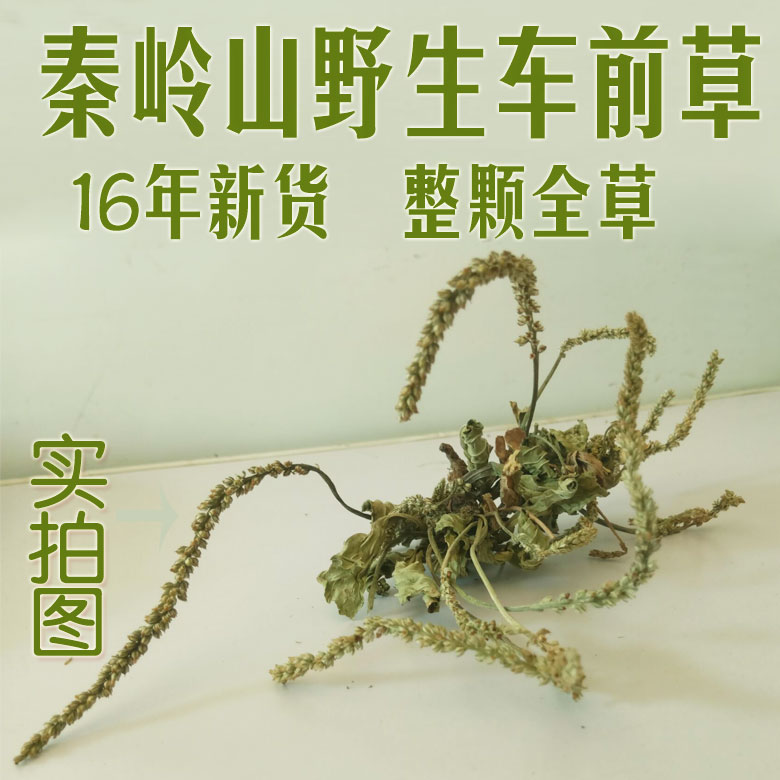 2016野生优质车前草 500g包邮  车前草茶 车前草 整棵 包邮