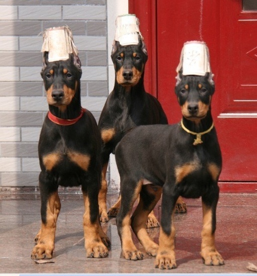纯种杜宾犬幼犬活体优秀警卫犬护卫犬德国杜宾狗狗支持支付宝立耳