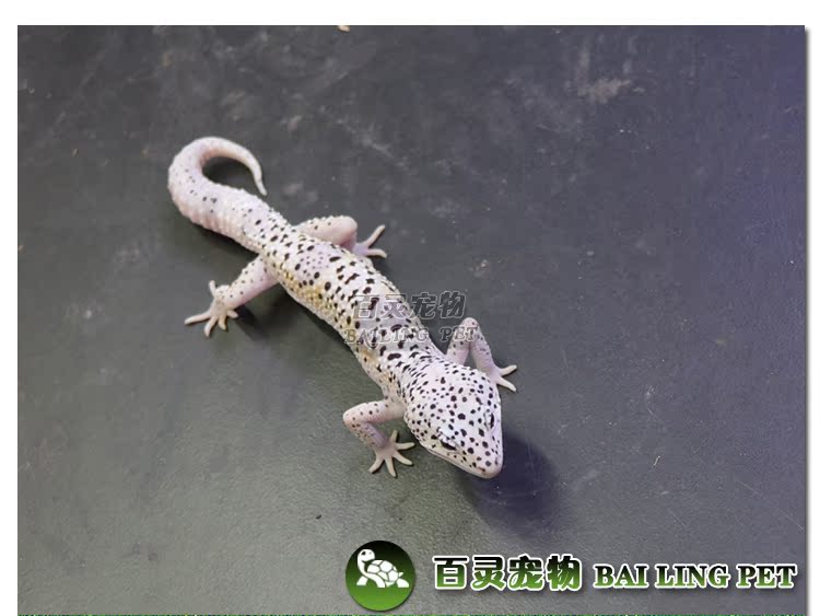 角蛙 活体南瓜角蛙草莓蛙宠物青蛙红色血丝角蛙