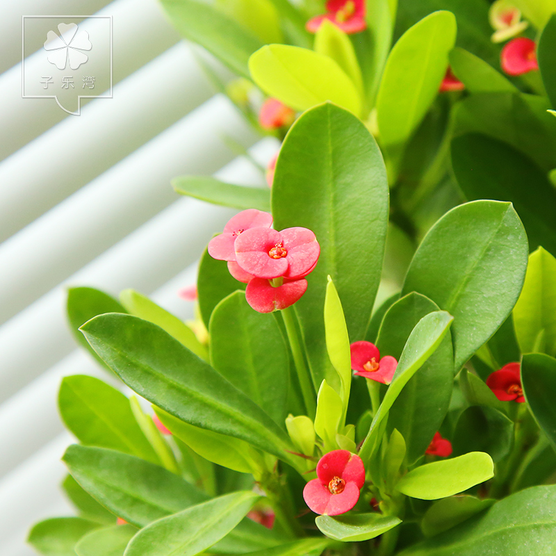 海棠花花卉观花植物虎刺梅花卉盆栽四季海棠花苗庭院花卉植物盆景