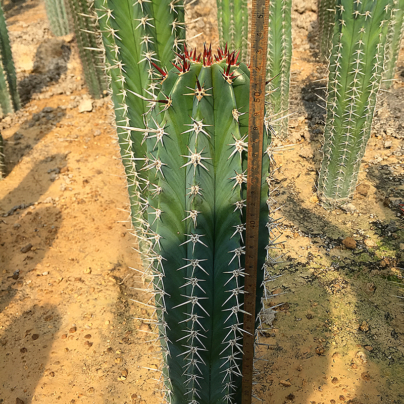 仙人柱 土人之栉柱仙人掌科属沙漠植物 节柱大型多肉植物