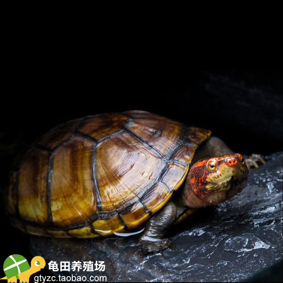红面蛋种龟公母配对红脸蛋活体乌龟宠物龟超靓包邮12至15cm