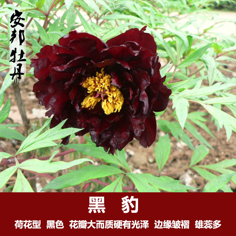 黑豹观赏牡丹牡丹花苗大苗保证品种盆栽庭院植物绿植花卉牡丹精品