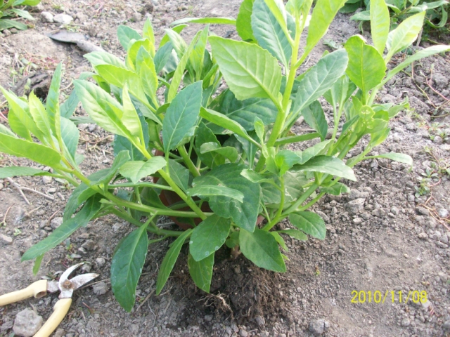 明月草3年大颗种苗大苗直销 降糖/降压/健康植物白背三七金鸡毛草
