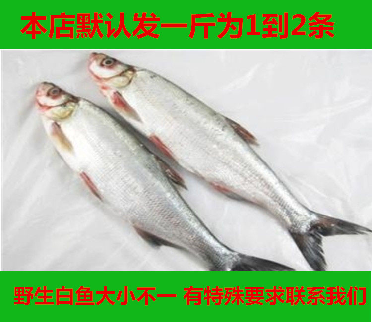 鲜活现杀野生大白鱼 淡水鱼 新鲜白鱼 翘嘴鲌 撅嘴鱼500g