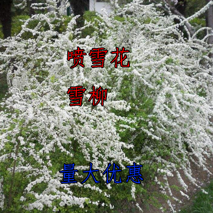 喷雪花 雪柳 多年生开花超多的木本植物 适合庭院 盆栽 绿化苗木