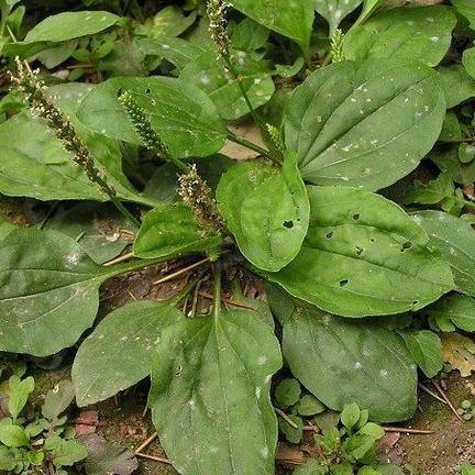 2016野生新鲜中药材车前草车轮菜口舌生疮500克批发