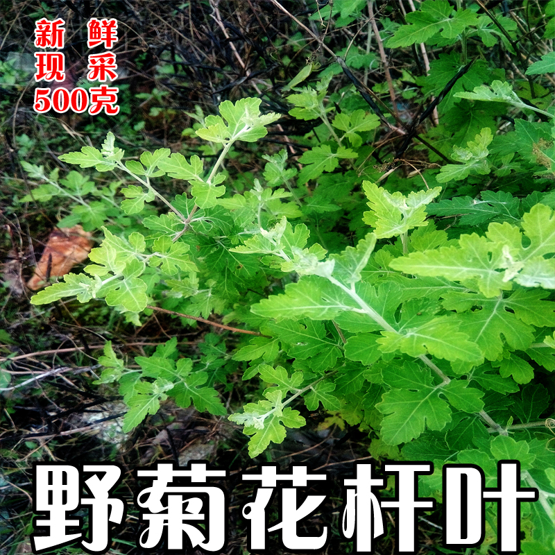 野生正宗中药材新鲜野菊花茎叶野菊藤苗鲜品500g拍下再挖十斤包邮