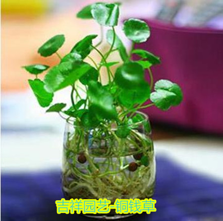 水培植物铜钱草/金钱草/室内绿植防辐射 大苗30株