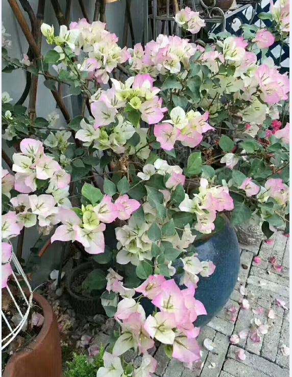 三角梅 绿樱又叫白里透红盆栽(大盆带花)