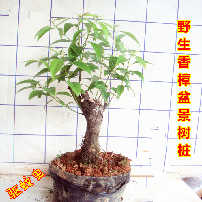 新包邮野生香樟树盆景下山桩办公室庭院观叶驱蚊盆栽绿植提神醒酒