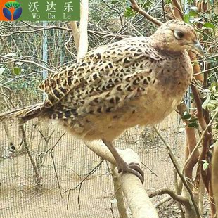 【母鸡】原生态七彩山鸡野山鸡散养老母鸡现杀鲜活两只顺丰包邮