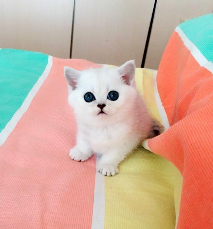 上海英国短毛猫英短银渐层立耳猫纯种家养活体幼猫宠物猫领养