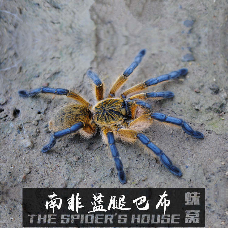 harpactira pulchripes/南非蓝腿巴布捕鸟蛛足展1.5厘米蜘蛛活体