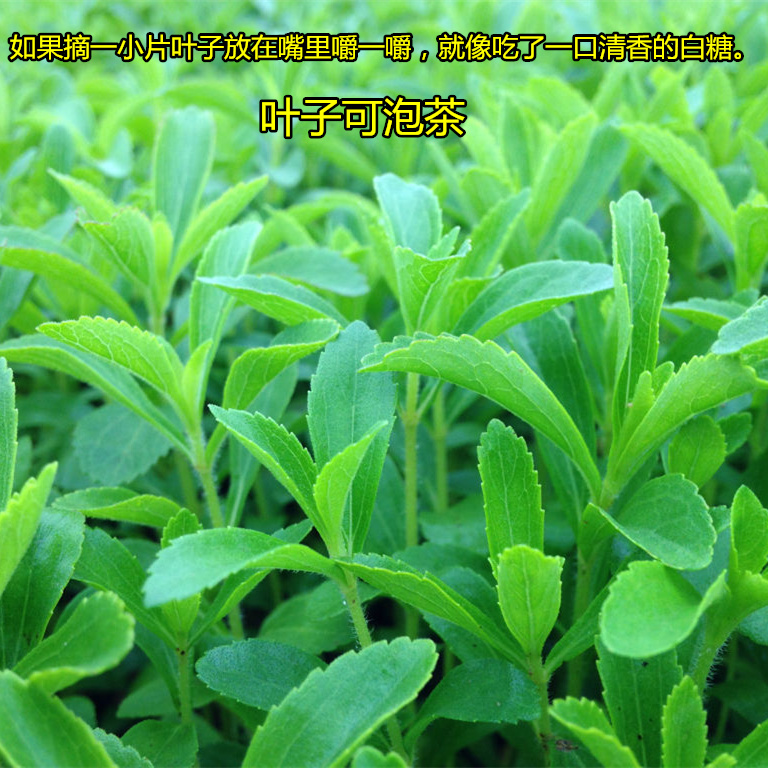 包邮 天然甜味植物 甜叶菊种子 香草种子可泡茶阳台花