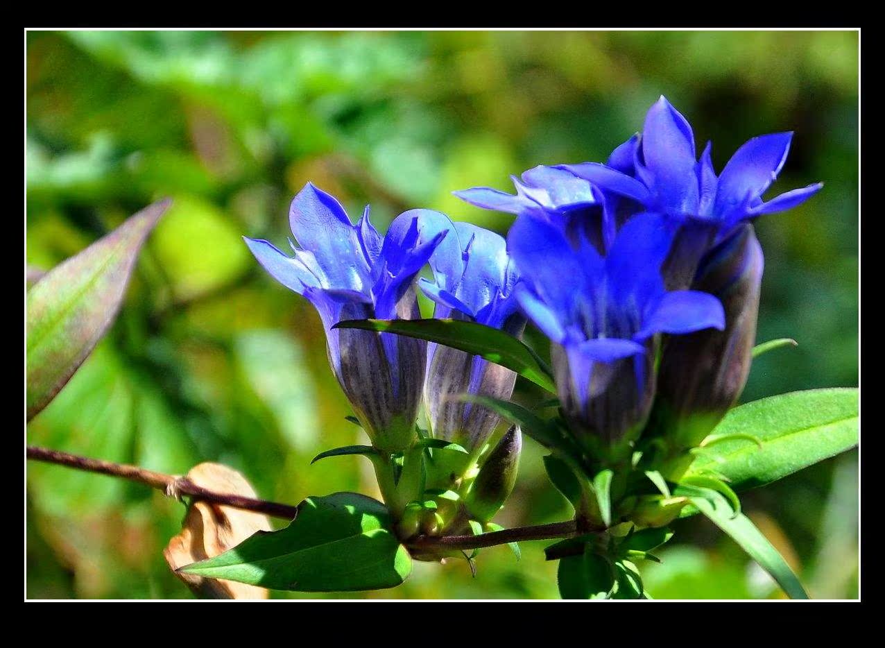 花婆婆 法国进口秋春播花种子 药用花草种子 龙胆花 忧伤蓝色小花
