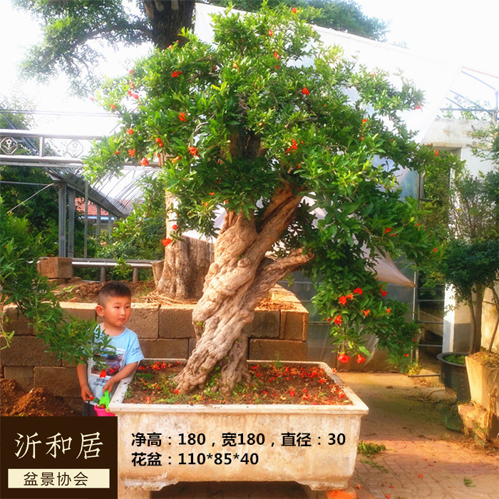 实拍 石榴盆景树桩 红花结果石榴 造型可食用石榴树桩
