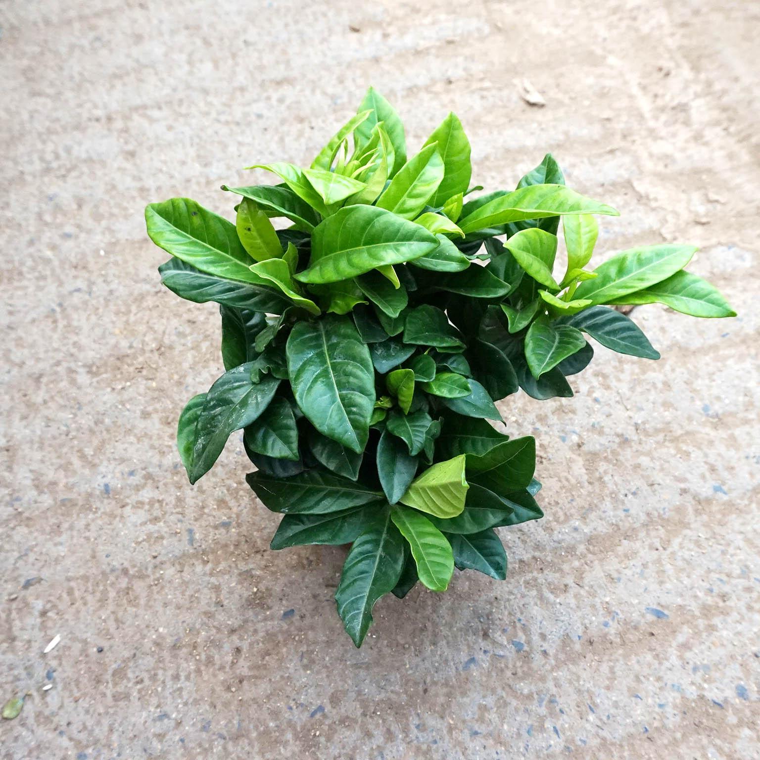 栀子花香盆栽四季花苗绿色开花植物花草阳台花卉室内客厅盆景包邮