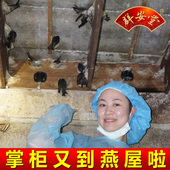 小九里香燕盏 进口孕妇即炖白燕窝12克装 印尼正品 群安堂