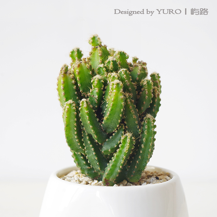 查看淘宝屿路 仙人掌科多肉植物【万重山】仙人球盆栽绿植花卉 满68元