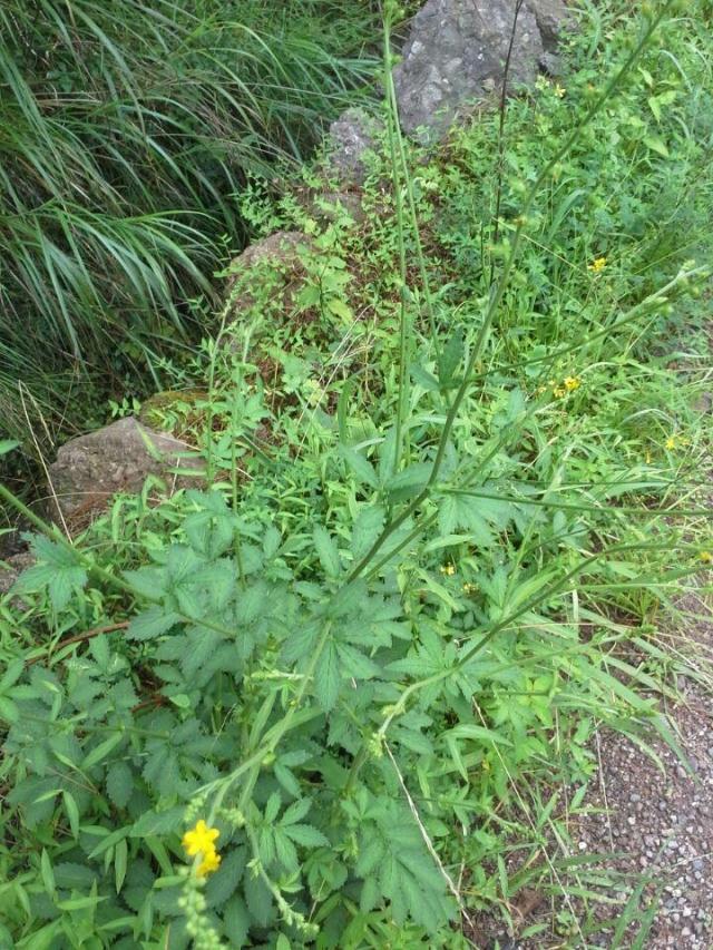 中药材中草药野生新鲜仙鹤草 龙牙草 狼牙草 脱力草10