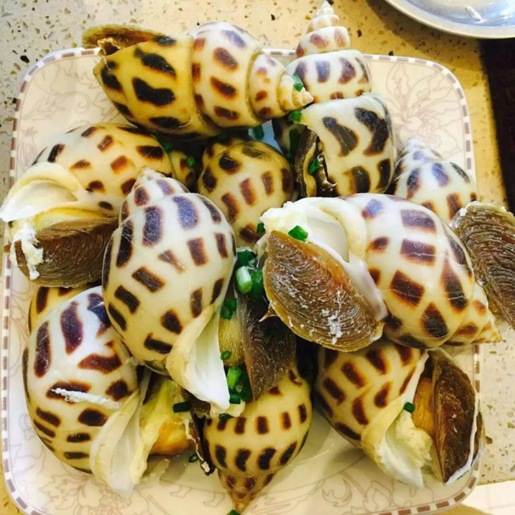 鲜活生猛海鲜野生特大花螺香螺大海螺东风螺新鲜一斤6