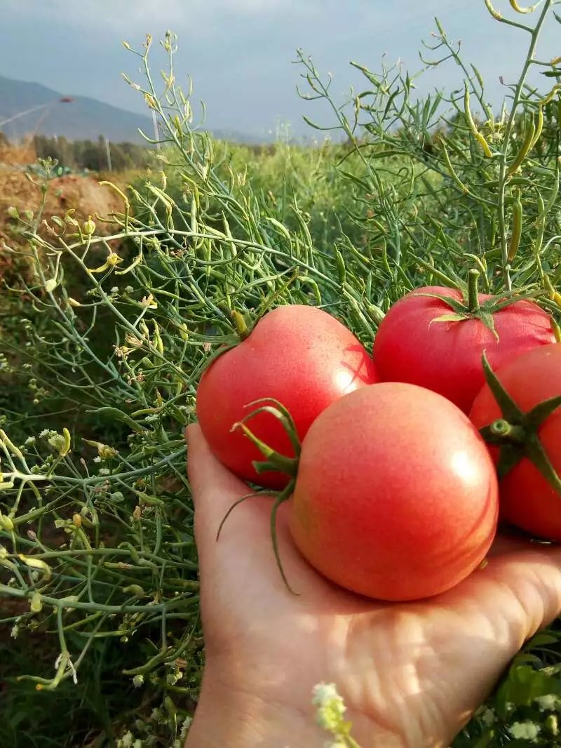 5斤包邮云南新鲜西红柿现摘番茄水果农家无公害蔬菜露天种自然熟