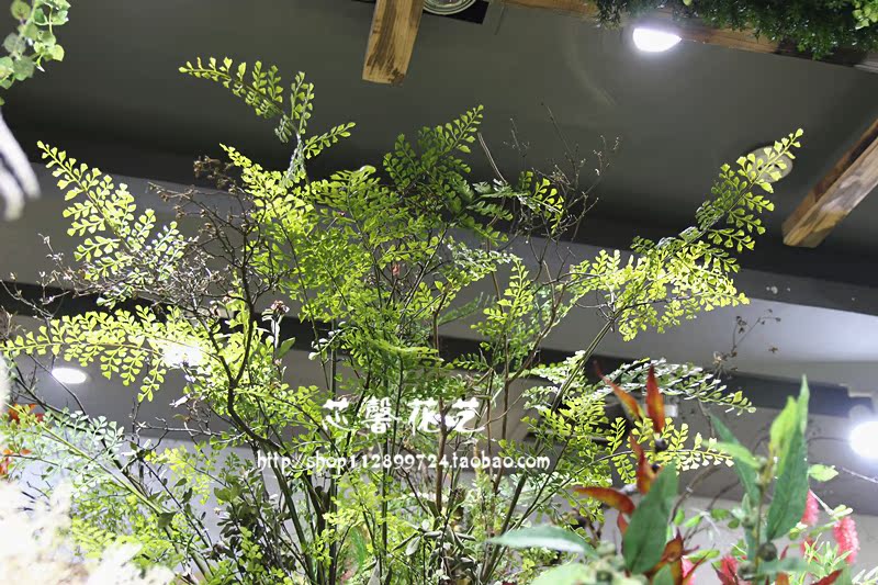 仿真铁线蕨黑骨芒铁线叶羊齿蕨家居客厅精品摆放茶花配材装饰造景