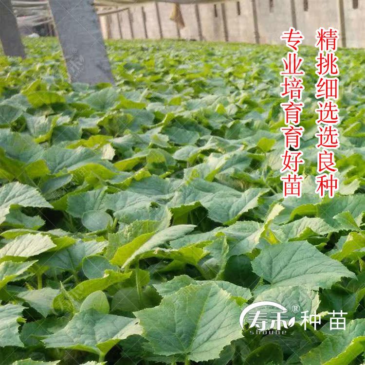 刘旺甜瓜种子 羊角酥羊角蜜甜瓜苗 高产超甜香瓜 瓜苗