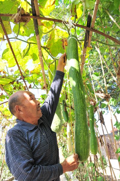 砍瓜种子蔬菜种子 菜籽随吃随砍 春播农家田园包邮免运费四季南瓜