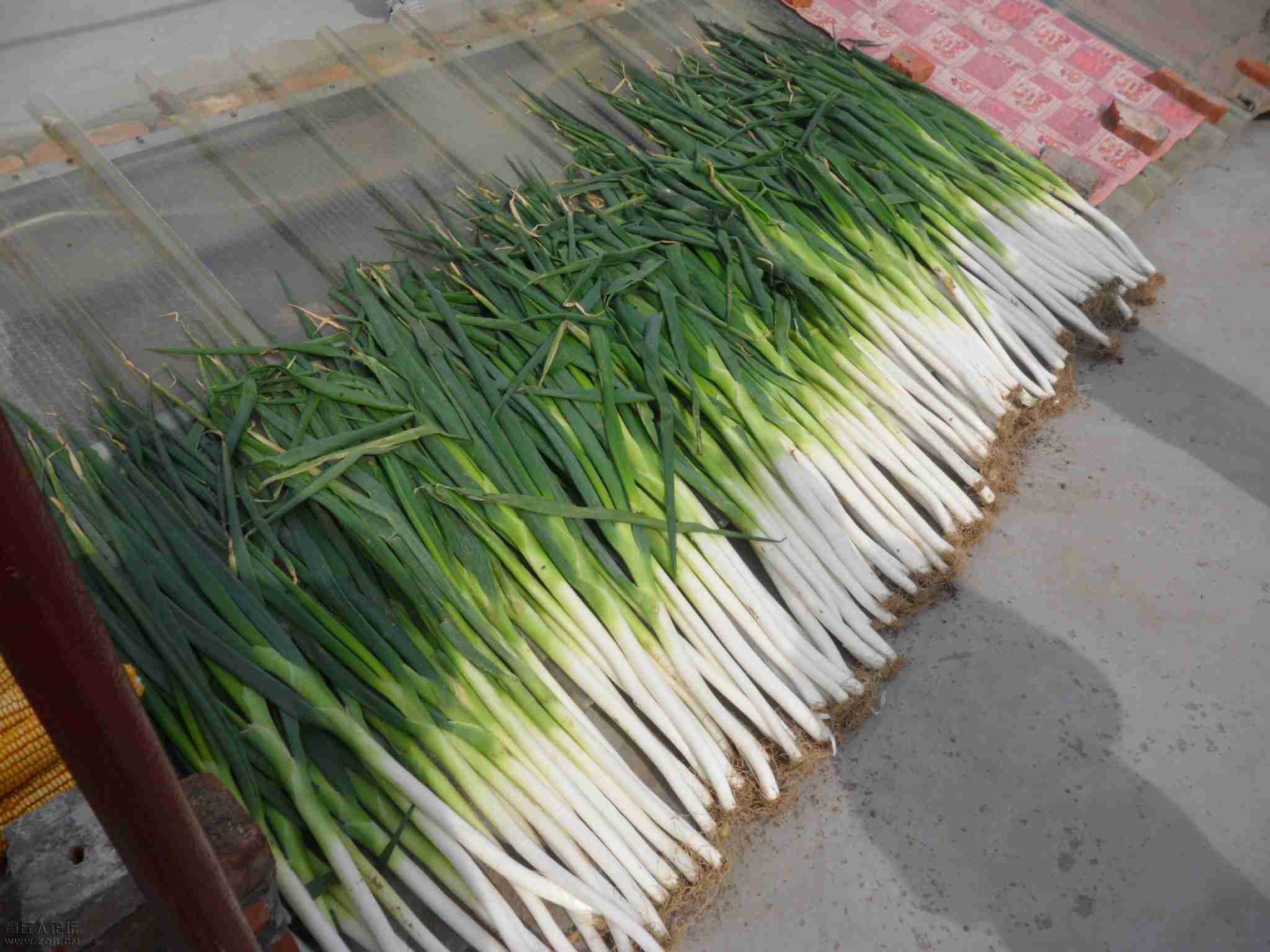 山东章丘特产正宗章丘大葱 有机蔬菜农家自种 礼盒装