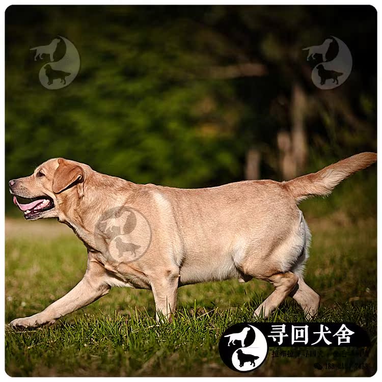 【种公秀-布鲁斯】赛级拉布拉多犬活体纯种双血统拉布拉多狗种犬